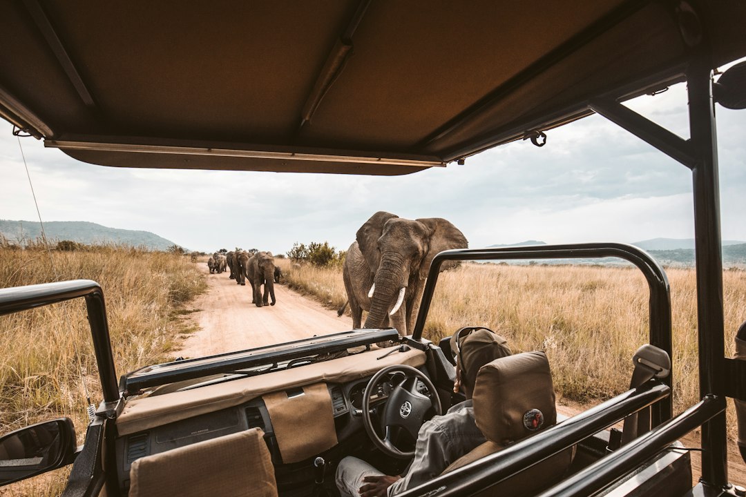 Luxury African safari game drive vehicle near wildlife during sunset